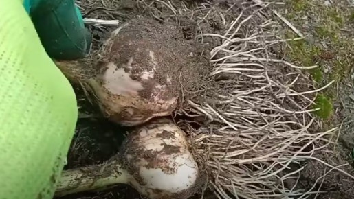 ��������� ������ ��������� ������: ������� ����������� �������� ������