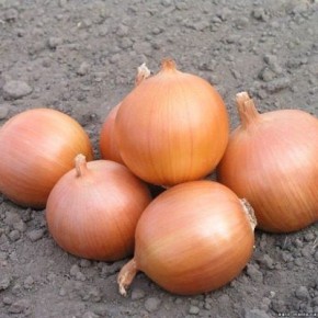 ��� ������: ������ �������� ��� ������ ������ �������