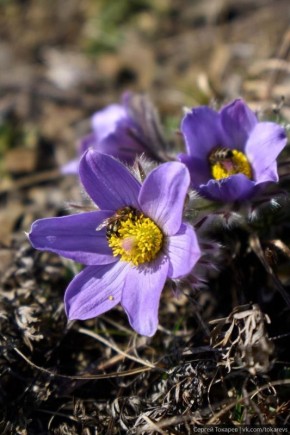 ��� �����, ����������!. ��������� � ������������� ������� �������� ������ �������