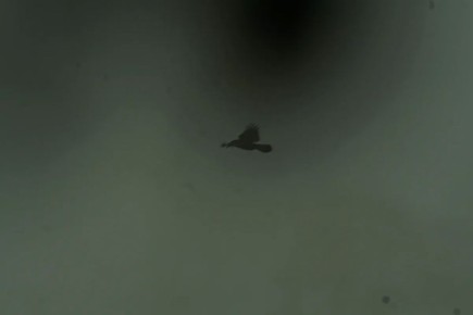 � ����������� �������� �������� ����� ���