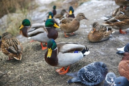 � ������������ ���� �������� ����� ����� �� ������������� � ������� ����