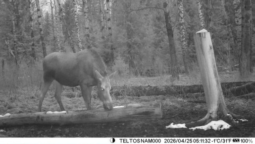 � ������������ ���� ����������� ������� ������ ������� �����