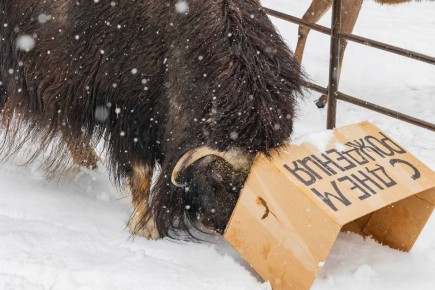 ����� �� ������ ������ ����������� 3 ����