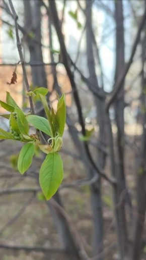 ������ �� 1 ���. ������ ��� ����� � � MAX