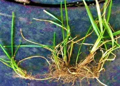 ����������� ��������� ������ ��������� �� ����������