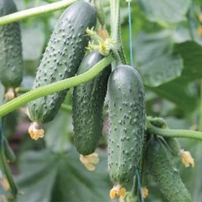 ������ ������: ������������� ������ ��� ������ �������