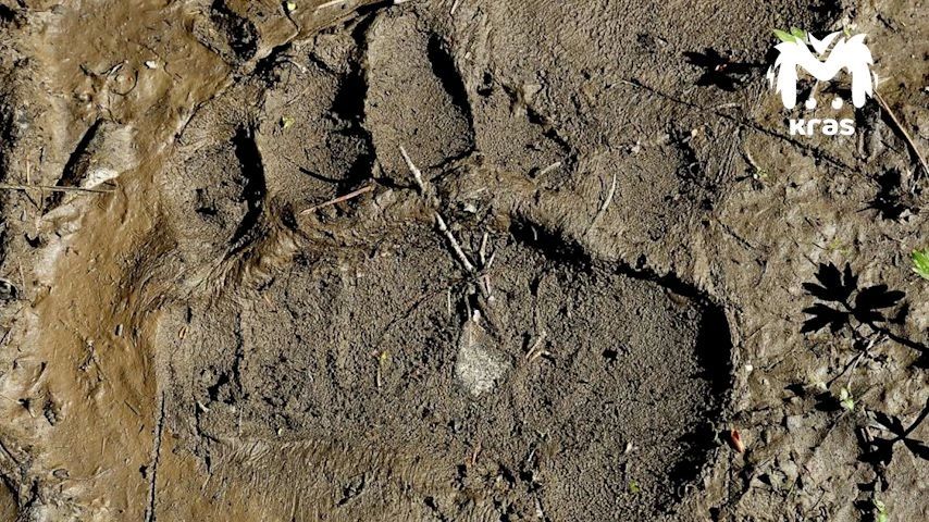Следы медведей заметили в Саяно-Шушенском заповеднике — туристам советуют быть осторожнее