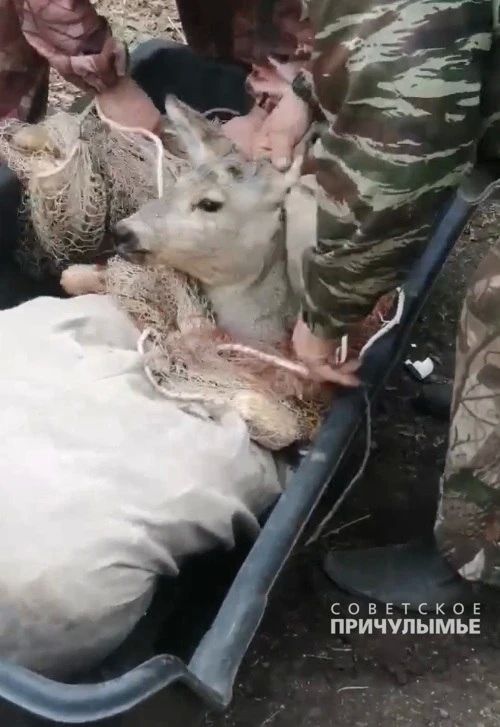 Косулю, заблудившуюся в садах у города Назарово, выпустили в лес
