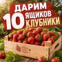 Дарим 10 ящиков клубники из Киргизии