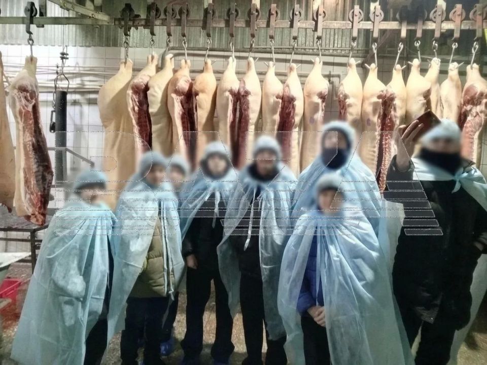 В Красноярском крае школьников сводили на скотобойню