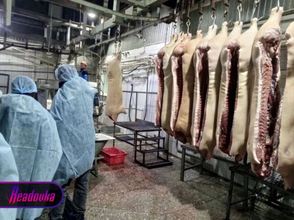 Школа в Красноярском крае устроила 8-классникам «тур» на скотобойню Школа в Красноярском крае устроила 8-классникам «тур» на скотобойню