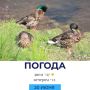 Погода на сегодня
