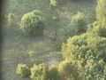 Медвежье семейство . . Медведицу и ее малышей снял летчик самолета Ан-2 перед посадкой в Енисейске, рассказали в Лесопожарном центре