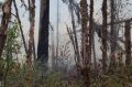Генпрокуратура заинтересовалась лесными пожарами в Красноярском крае