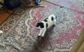 �� ���������� ������ �� ����������� ������: �� ������� ���������� ���� ����, ������� ����� 10 ���� ������ � �������� ��������