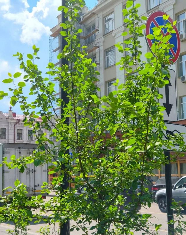 Специалисты УЗС сегодня проверили, как чувствуют себя прошлогодние посадки на поперечных улицах Специалисты УЗС сегодня проверили, как чувствуют себя прошлогодние посадки на поперечных улицах