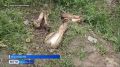 Жители Красноярского края продолжают встречать медведей