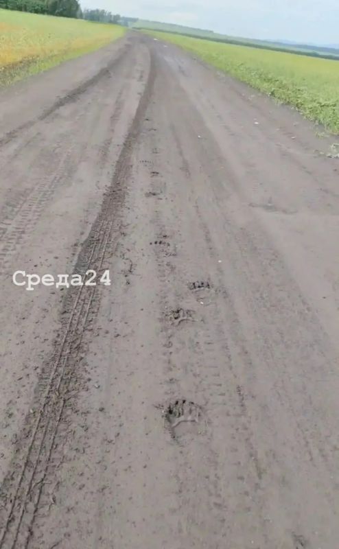 По сообщению читателей, накануне в полях между с. Колмакова и ст. Жерлык Минусинского округа обнаружены следы медведя По сообщению читателей, накануне в полях между с. Колмакова и ст. Жерлык Минусинского округа обнаружены следы медведя