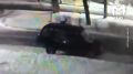 Ворюга вынес больше 100 вещей из чужой машины после аварии в Красноярске