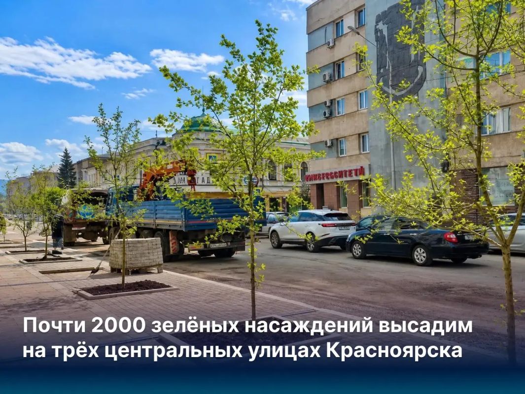 Почти 2000 зелёных насаждений высадим на трёх центральных улицах Красноярска