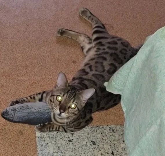 Потерялся котик в д. Старцево Потерялся котик в д. Старцево
