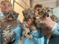 У спасенной в Красноярском крае самки снежного барса родились три котенка