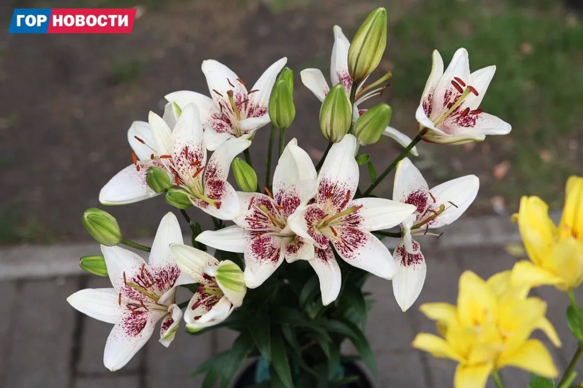 В сквере Пушкина проходит выставка для садоводов В сквере Пушкина проходит выставка для садоводов