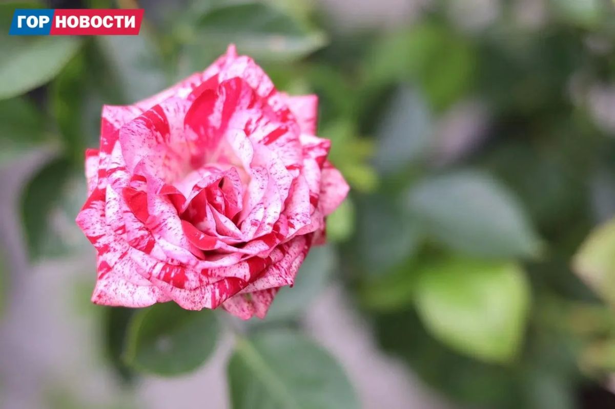 В сквере Пушкина проходит выставка для садоводов В сквере Пушкина проходит выставка для садоводов