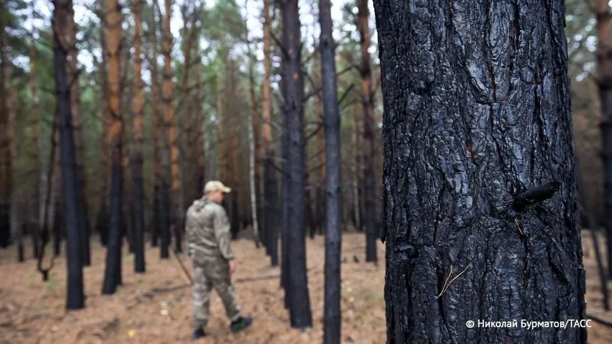 Площадь лесных пожаров в Красноярском крае за сутки снизилась на 17 тыс