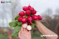 Как вырастить свежий редис к праздникам: простые советы