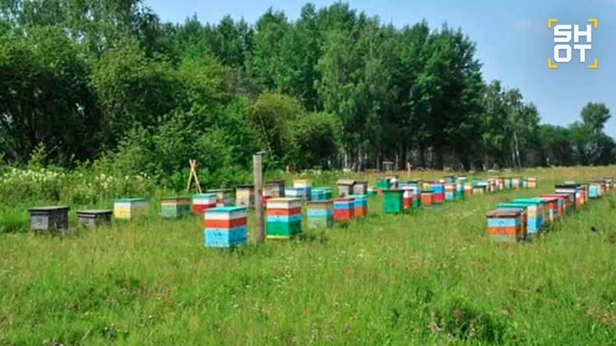 30 миллионов пчёл погибли в Красноярском крае после обработки полей химикатами 30 миллионов пчёл погибли в Красноярском крае после обработки полей химикатами