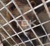 В кафе на трассе под Красноярском живет медведь, которого 30 лет назад спасли с лесного пожара