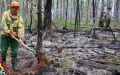 Площадь лесных пожаров в Красноярском крае уменьшилась до 71,7 тысячи га