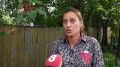 МЕДВЕДЕЙ СНОВА ЗАМЕТИЛИ НА КРАСНОЯРСКИХ ДАЧАХ И В ЧЕРТЕ ГОРОДА