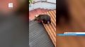 ������� �������� �� ����� ���� � ��� �����������