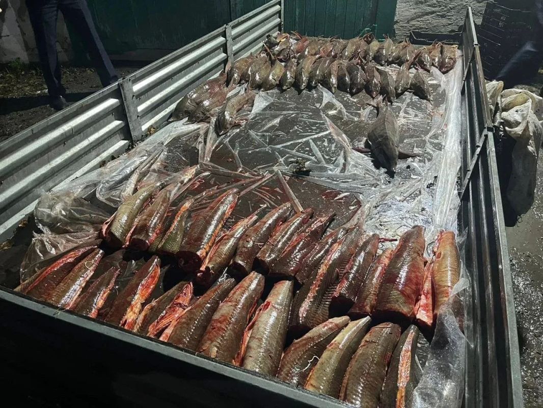 Двое рыбаков из Красноярского края получили условный срок за вылов краснокнижной рыбы на 5 млн рублей Двое рыбаков из Красноярского края получили условный срок за вылов краснокнижной рыбы на 5 млн рублей