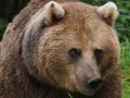 Режим повышенной готовности вводят в Красноярске из-за частых выходов медведей к людям