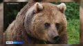 На заимке Агафьи Лыковой появился медведь