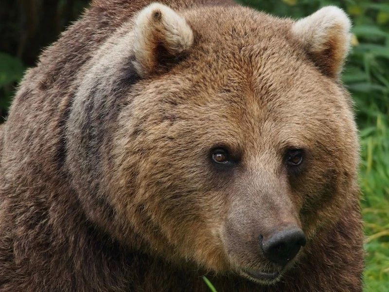 Режим повышенной готовности вводят в Красноярске из-за частых выходов медведей к людям