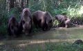 В Красноярске появились сообщения о взрослом медведе, который бродит в районе Академгородка