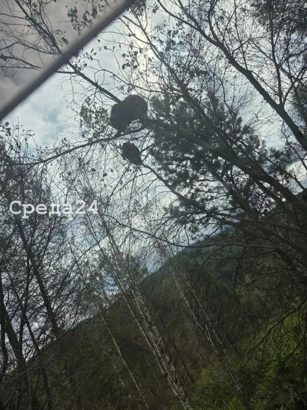 По дороге в село Коммунар (Хакасия) читатель встретил медвежат, висящих на деревьях По дороге в село Коммунар (Хакасия) читатель встретил медвежат, висящих на деревьях