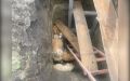 Сразу пять собак попали в яму в поселке Шушенское