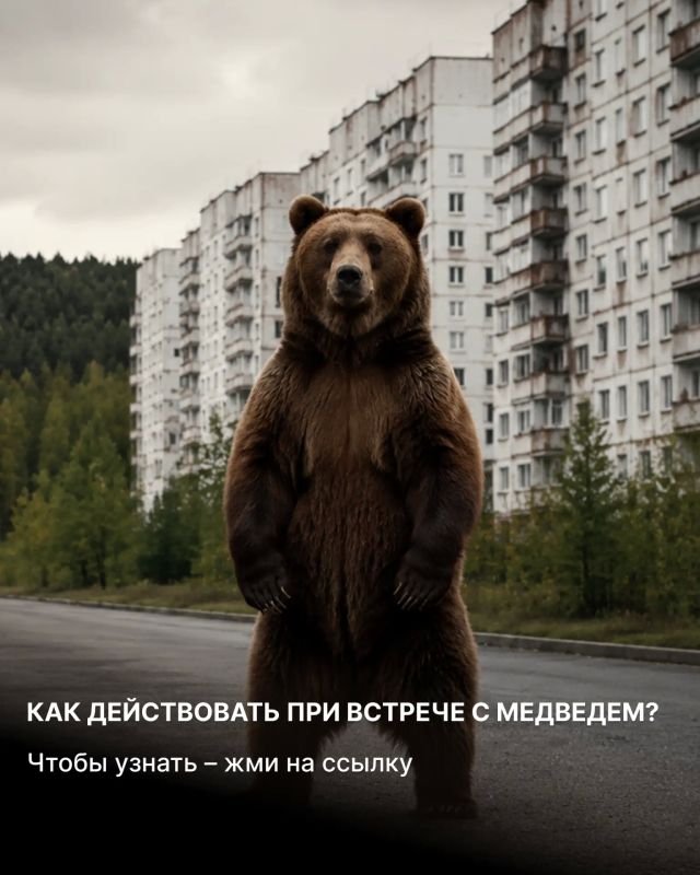Что делать, если заметил медведя: инструкция