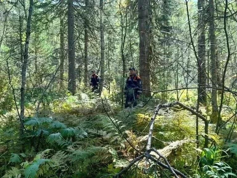 Первая жертва медведей в крае: в Красноярском крае проводится проверка по факту гибели двух грибниц в Енисейском округе Первая жертва медведей в крае: в Красноярском крае проводится проверка по факту гибели двух грибниц в Енисейском округе