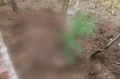 В тайге нашли растерзанные медведем тела двух женщин