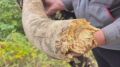 В Туруханске нашли бивень мамонта
