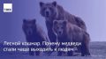 Голодные и бесстрашные медведи все чаще выходят к людям
