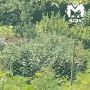 Медведи купаются прямо на участках дачников в Красноярском крае