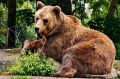 Медведи массово выходят к людям в Минусинском округе