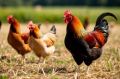 Жителей Красноярского края призывают поставить на учёт домашнюю птицу